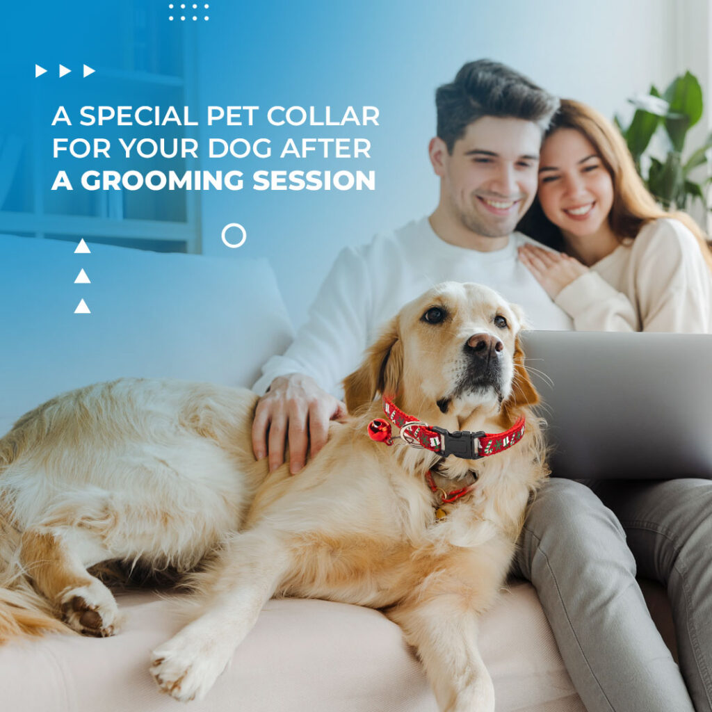 Pet Collar