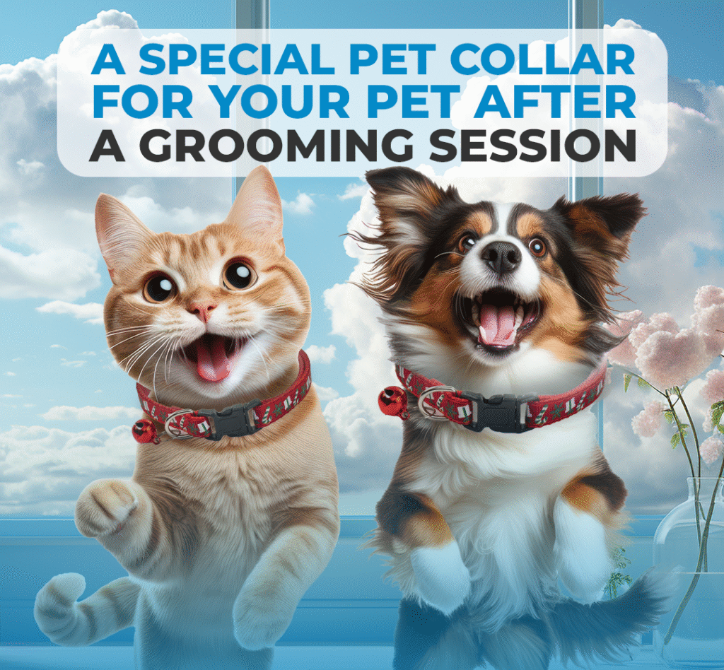 Pet Collar Gift
