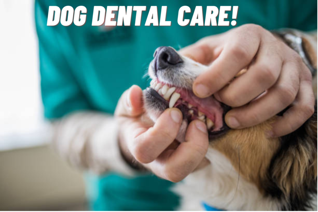 Importance of Doggy Dental Care!