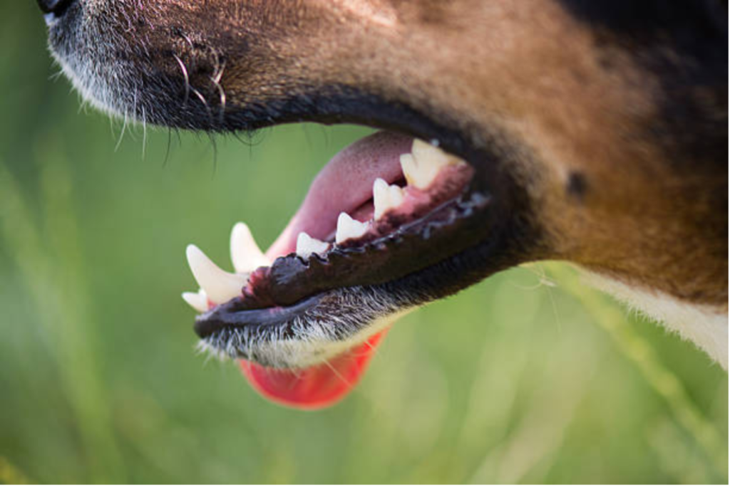 Importance of Doggy Dental Care! (2)