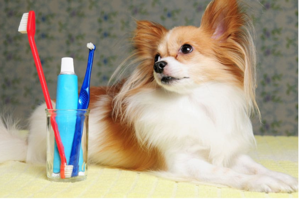 Importance of Doggy Dental Care! (3)