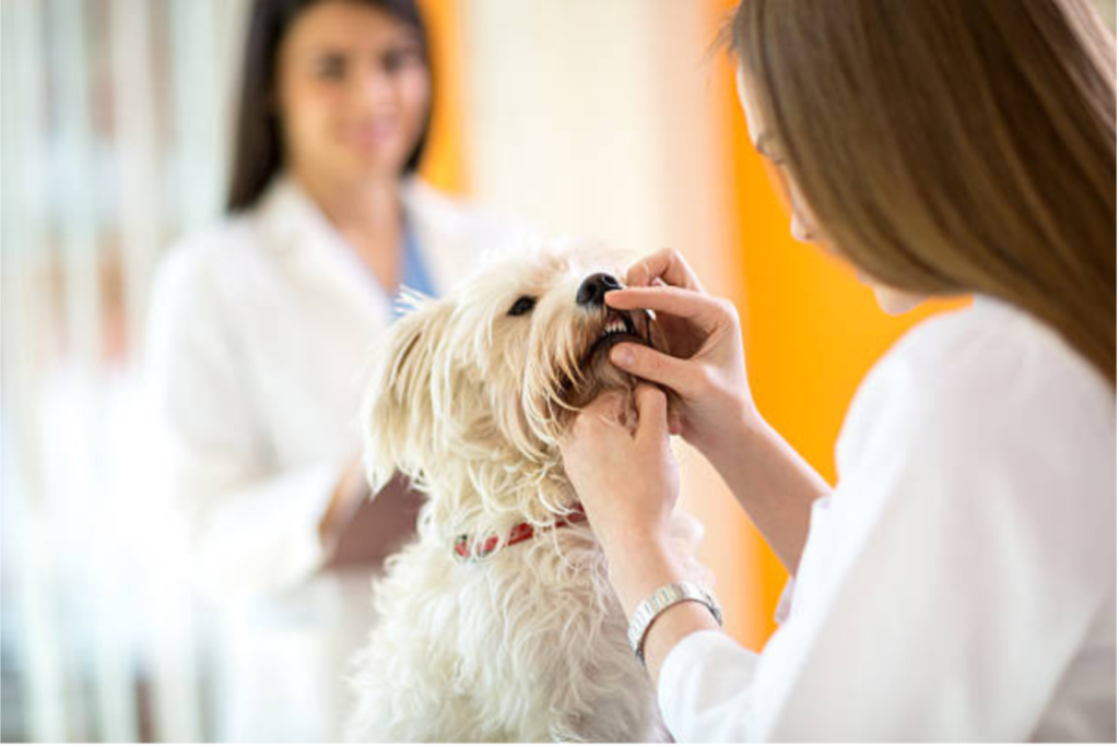 Importance of Doggy Dental Care! (4)