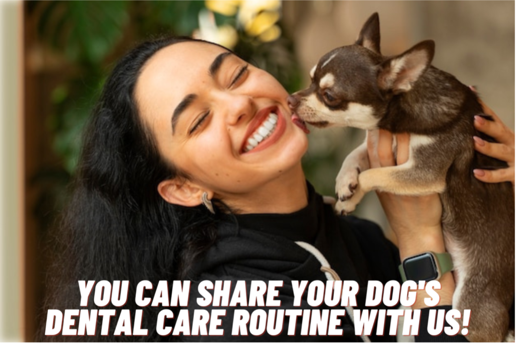 Importance of Doggy Dental Care Routine