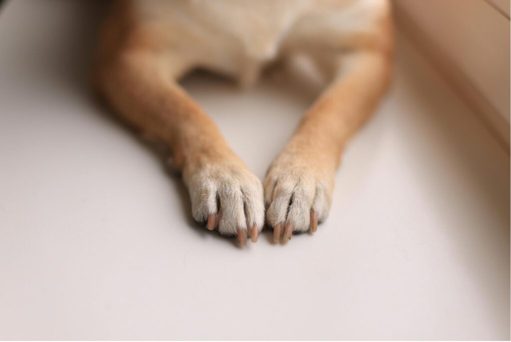 Pet Nails Need Trimming
