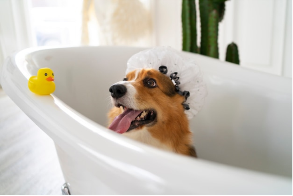 Dog Bathing Environment