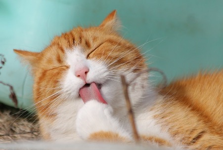 Environment for Your Cat