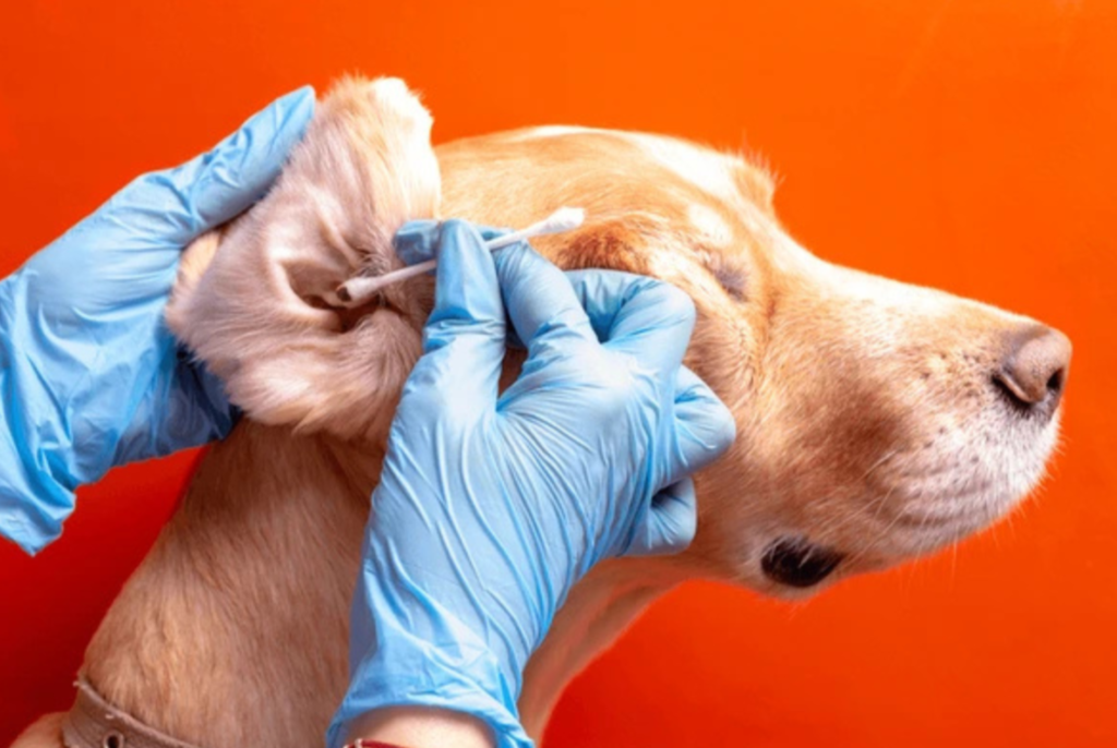 Recognizing Signs of Ear Trouble in Dogs