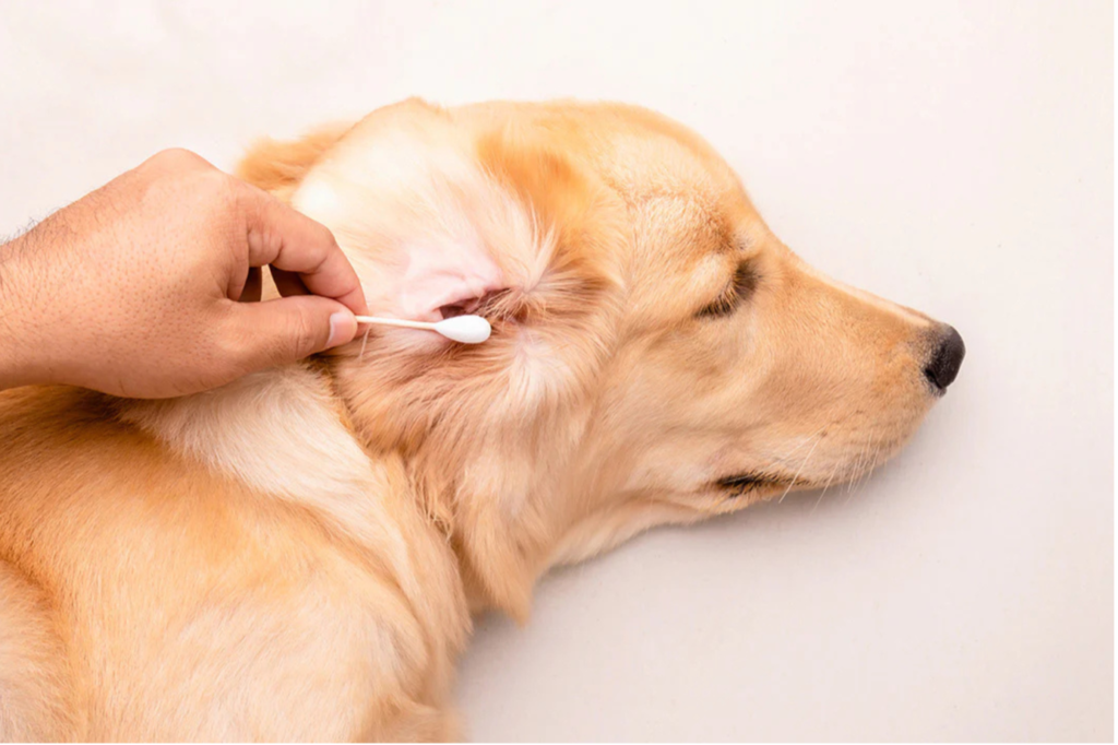 dog’s ears healthy